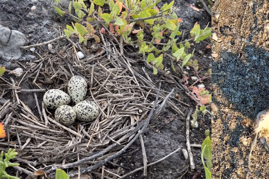 L'ennesimo dramma social del fratino e il paradosso della natura sotto scorta: quando la vera tutela non fa rumore