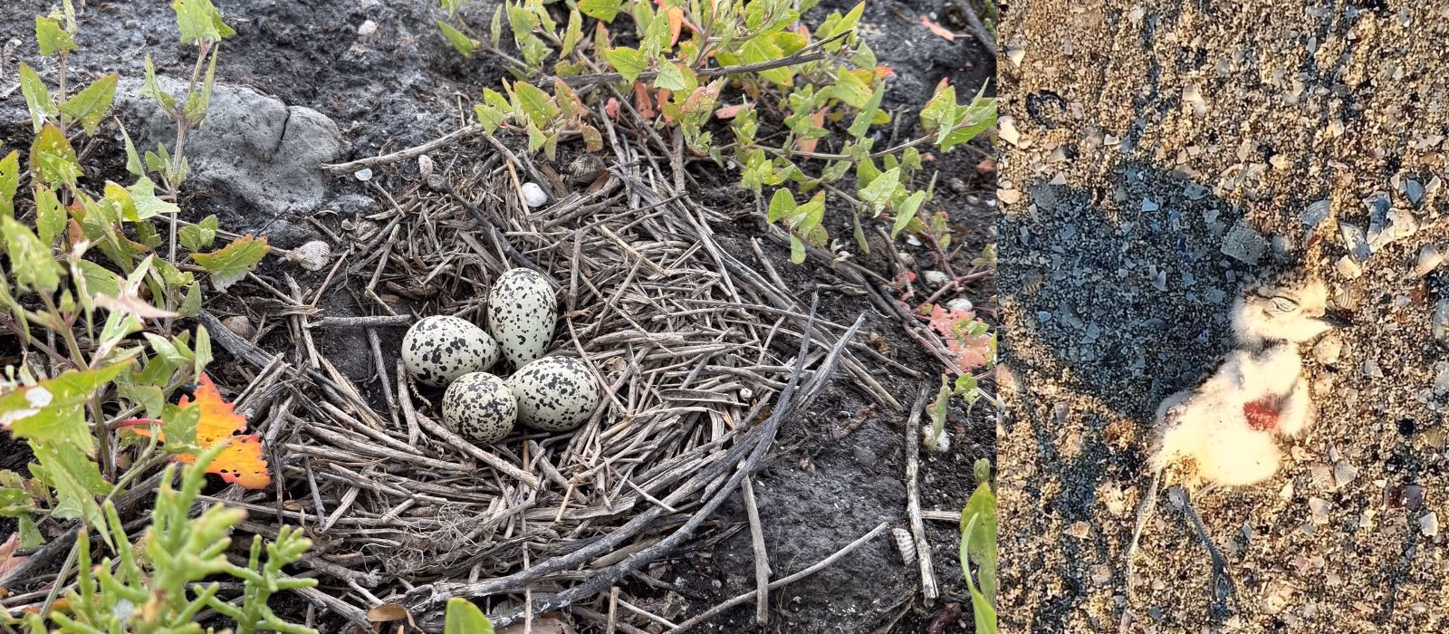L'ennesimo dramma social del fratino e il paradosso della natura sotto scorta: quando la vera tutela non fa rumore
