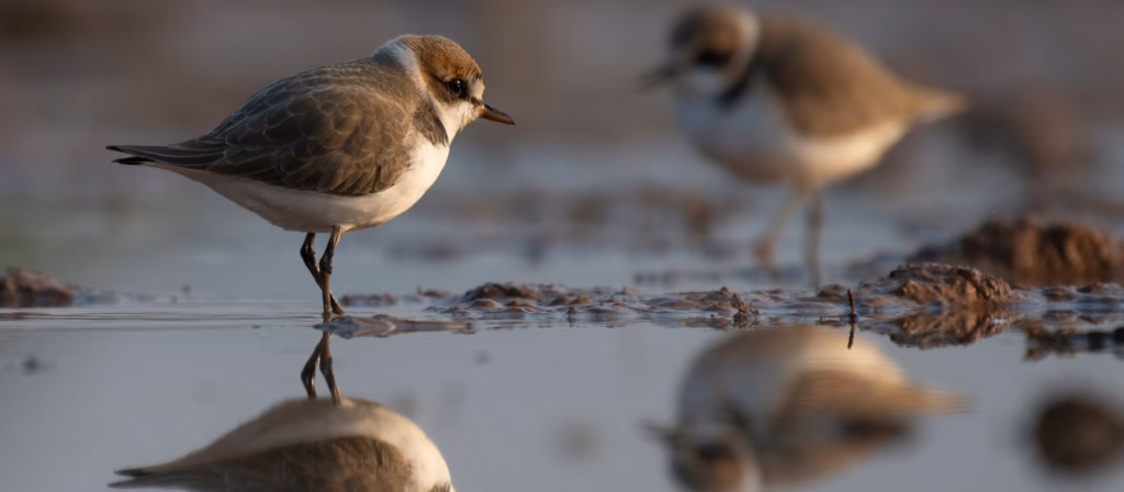 L'ennesimo dramma social del fratino e il paradosso della natura sotto scorta: quando la vera tutela non fa rumore