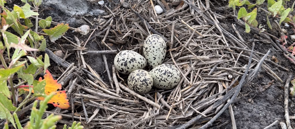 L'ennesimo dramma social del fratino e il paradosso della natura sotto scorta: quando la vera tutela non fa rumore