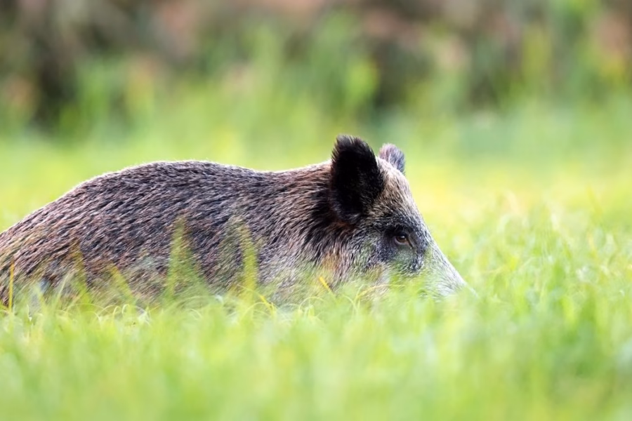 Riforma DDL caccia: Coldiretti difende l'azione del governo per l'emergenza cinghiali e la tutela della biodiversità