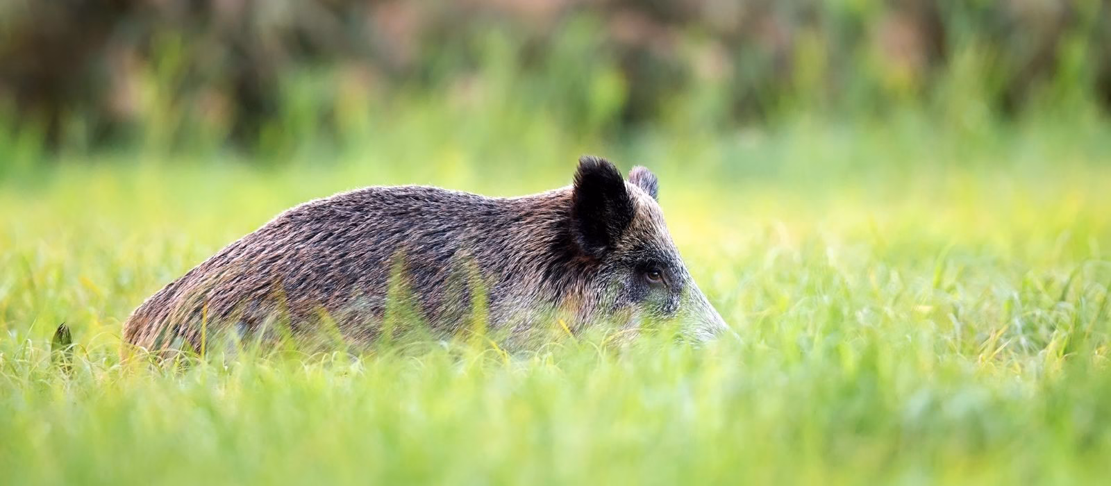 Riforma DDL caccia: Coldiretti difende l'azione del governo per l'emergenza cinghiali e la tutela della biodiversità
