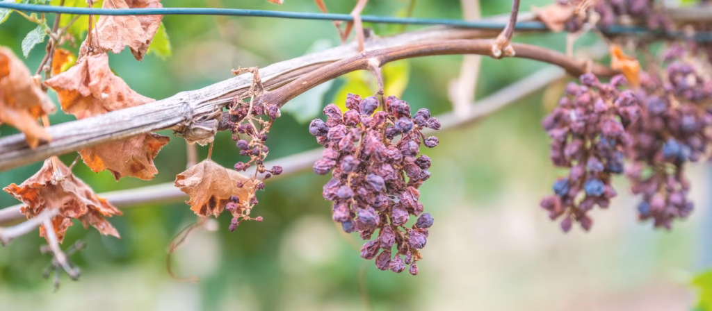 Siccità, caldo e fauna stanziale: impatti, verità scientifiche e gestione del territorio
