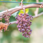 Siccità, caldo e fauna stanziale: impatti, verità scientifiche e gestione del territorio