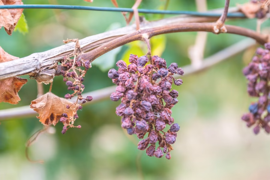 Siccità, caldo e fauna stanziale: impatti, verità scientifiche e gestione del territorio