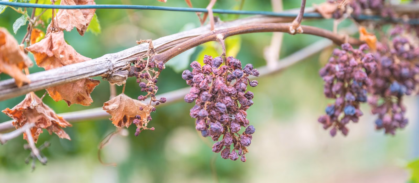 Siccità, caldo e fauna stanziale: impatti, verità scientifiche e gestione del territorio