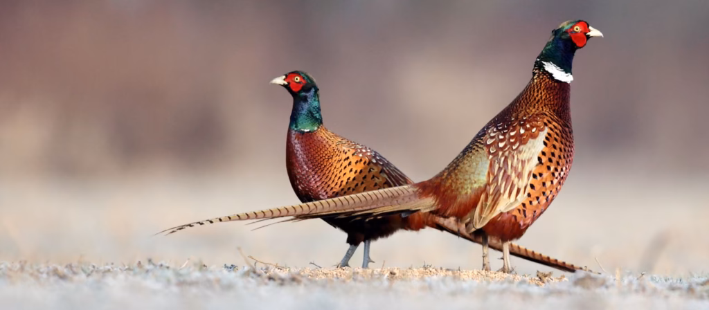 Siccità, caldo e fauna stanziale: impatti, verità scientifiche e gestione del territorio