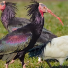 L'assurdo paradosso dell’Ibis Sacro: quando l'ideologia animalista confonde il bianco con il nero (e fa rischiare multe milionarie all'Italia)