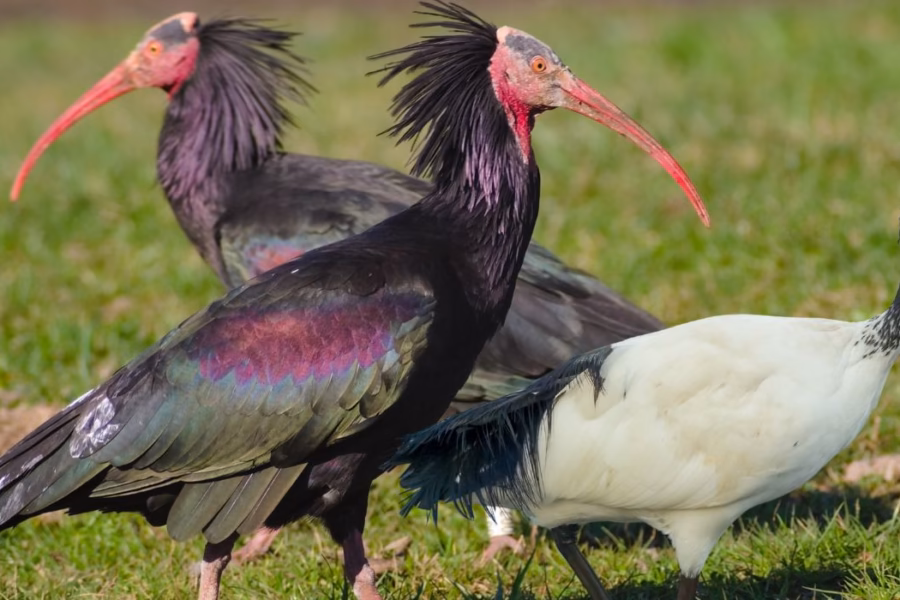 L'assurdo paradosso dell’Ibis Sacro: quando l'ideologia animalista confonde il bianco con il nero (e fa rischiare multe milionarie all'Italia)