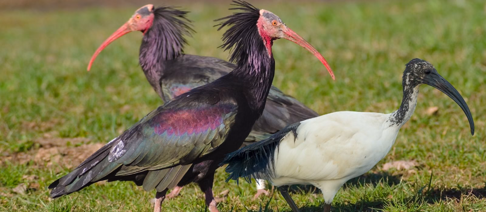 L'assurdo paradosso dell’Ibis Sacro: quando l'ideologia animalista confonde il bianco con il nero (e fa rischiare multe milionarie all'Italia)