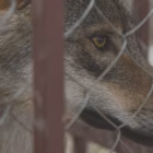 Detenzione illegale di lupi e ibridi: la Cassazione conferma il sequestro a tutela della biodiversità