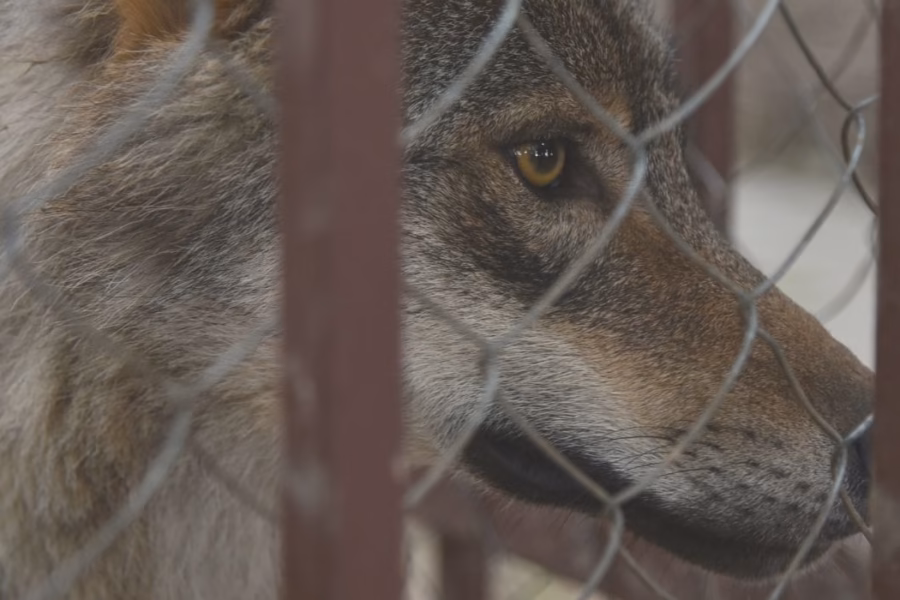 Detenzione illegale di lupi e ibridi: la Cassazione conferma il sequestro a tutela della biodiversità