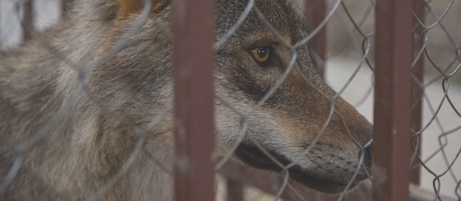 Detenzione illegale di lupi e ibridi: la Cassazione conferma il sequestro a tutela della biodiversità